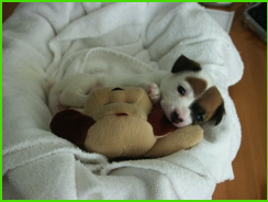 Puppy Penny