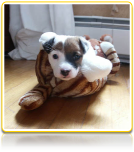 Penny In a Slipper