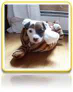 Penny In a Slipper